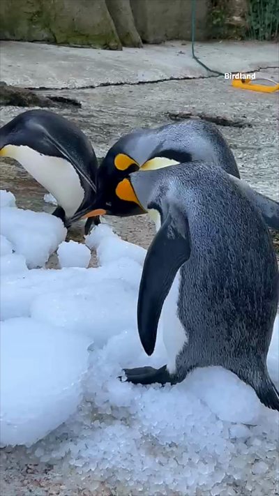 Penguins playing in ice to keep cool.