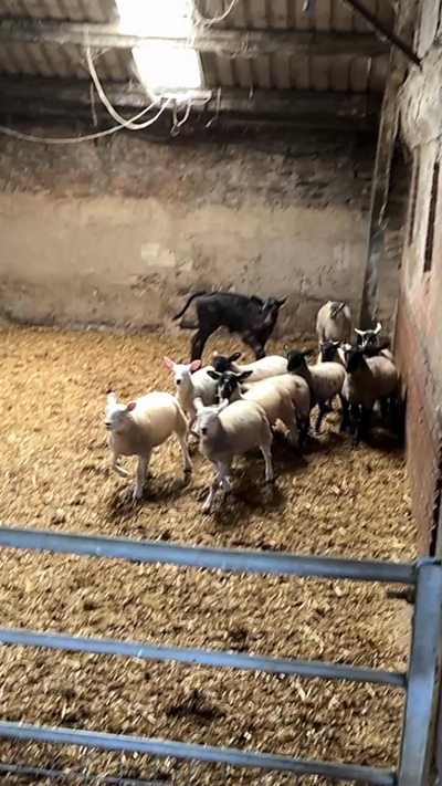 This Sheffield farmer says her farm shop plays a vital role in helping the business stay profitable.
