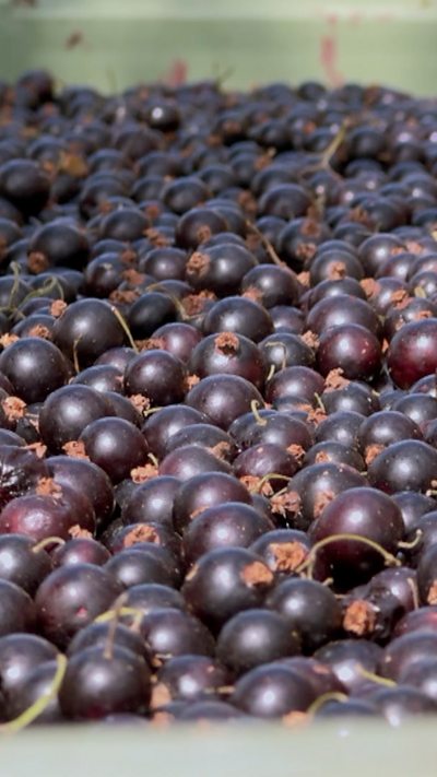 many blackcurrants in a large container