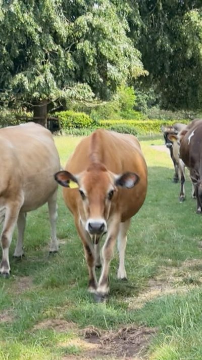 Cows in farm