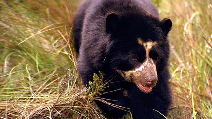 Spectacled Bears - Shadows of the Forest