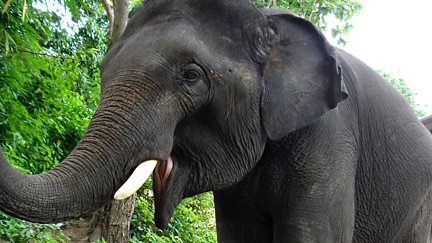 Jabulani Elephant Guide