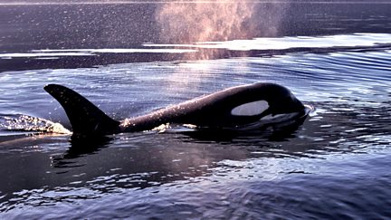 A Killer Whale Called Luna