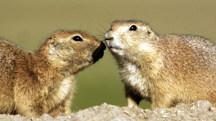 Prairie Dogs - Talk of the Town