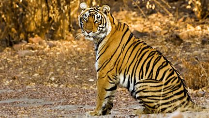 Tiger Dynasty