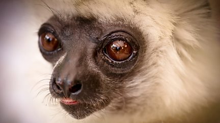 Madagascar, Lemurs and Spies