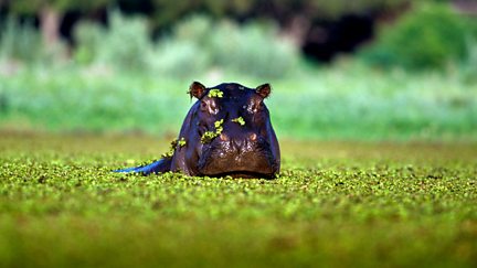 Okavango