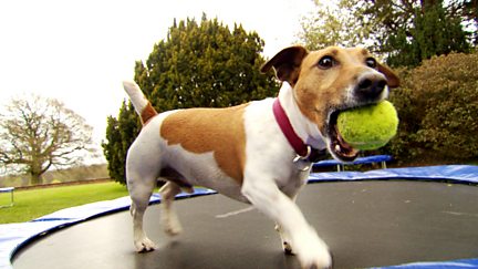 Dogs on a Trampoline