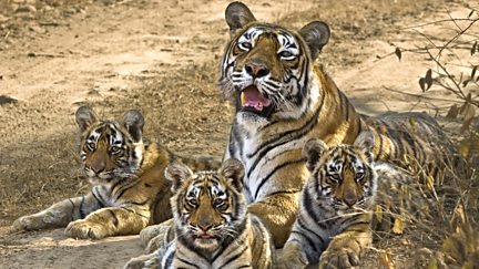 Queen of Tigers: Natural World Special
