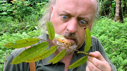 Wallace in Borneo