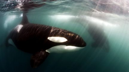 Killer Whales: Beneath the Surface