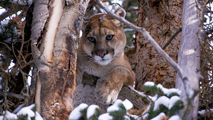 Mountain Lions: Big Cats in High Places