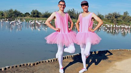 Flamingos, Elves and World Records