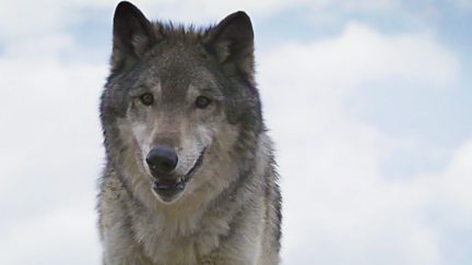 Lobo: The Wolf that Changed America