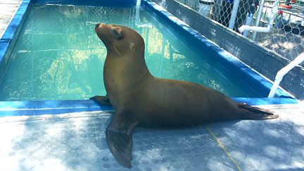 The Sea Lion Rescue