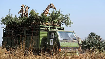 Giraffes: Africa's Gentle Giants