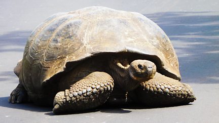 Giant Tortoise