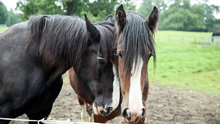 Shire Horses