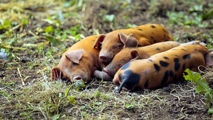 Gransden Pigs