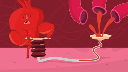 What is the circulatory system? - BBC Bitesize