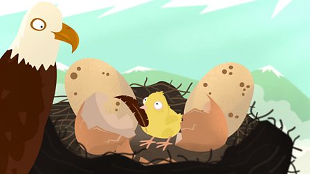 Animals including humans - KS1 Science - BBC Bitesize Animals including humans - KS1 Science - BBC Bitesize
