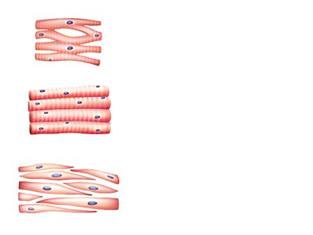 What Are Specialised Cells Bbc Bitesize