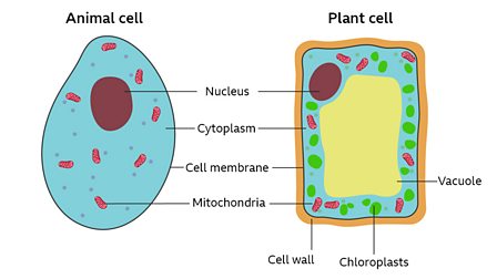 Bbc Bitesize Science Plant Cell : Animal Cell Labelling Activity Basic