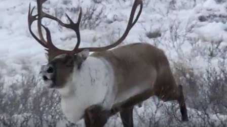 Five animals that can survive in extremely cold weather - BBC Teach Five animals that can survive in extremely cold weather - BBC Teach