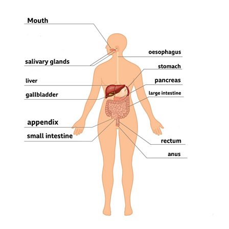digestive system a level biology