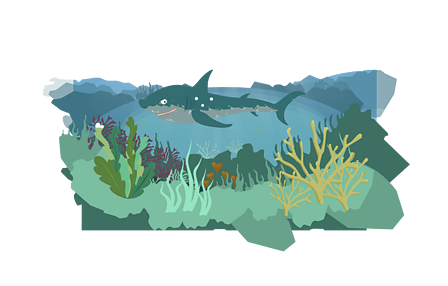 What is an ocean habitat? - BBC Bitesize