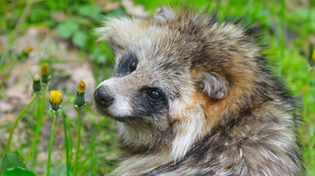Six cute animals you've never heard of - BBC Bitesize