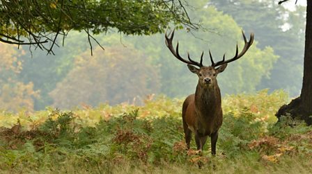 UK wildlife that will take your breath away - BBC Bitesize UK wildlife that will take your breath away - BBC Bitesize