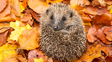 When do hedgehogs and other animals hibernate? - BBC Bitesize
