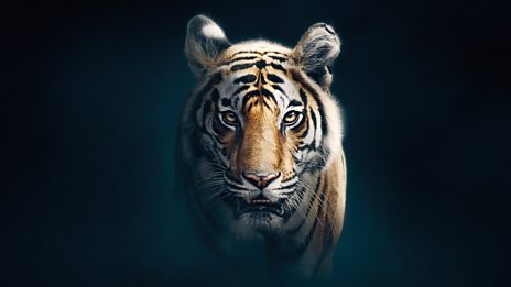 BBC iPlayer - Dynasties - Series 1: 5. Tiger