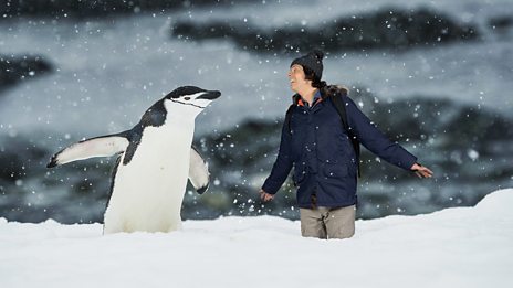 Andys Wild Adventures - Series 1: 7. Chinstrap Penguins - Signed - BBC ...