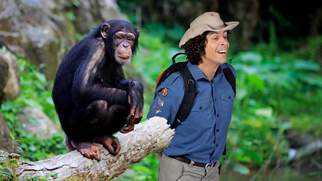 BBC iPlayer - Andys Wild Adventures - Series 2: 6. Chimpanzees