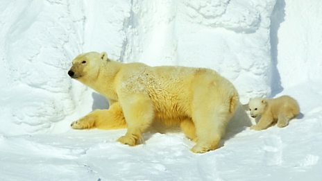 Planet Earth - 1. From Pole to Pole - BBC iPlayer