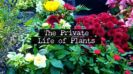 The Private Life of Plants - BBC iPlayer