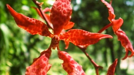 The Private Life of Plants - BBC iPlayer The Private Life of Plants - BBC iPlayer