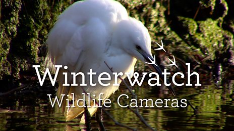 Winterwatch Winterwatch Live 2025 BBC iPlayer