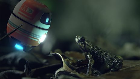 Andy's Global Adventures - Series 1: 11. Andy and the Tree-Hole Frog ...