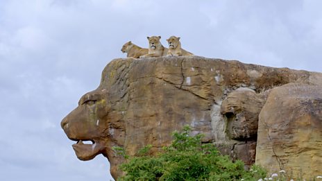 Go Wild - Series 2 - Aneeshwar and Lizzie: 1. Lion and Sloth - BBC iPlayer