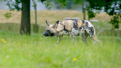 Go Wild - Series 2 - Aneeshwar and Lizzie: 7. Painted Dog and Coati ...
