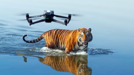 Tiger Island - Series 1: Episode 1 - BBC iPlayer