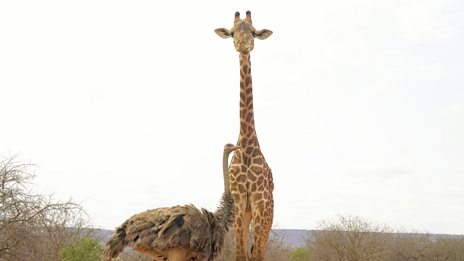 Hamza Loves Animals: Africa - Series 1: 3. Twiggy the Giraffe’s Alone ...