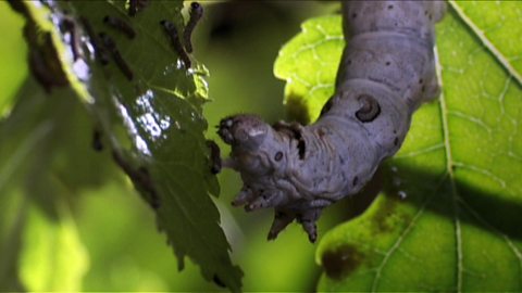 BBC Four - Insect Worlds, Them And Us