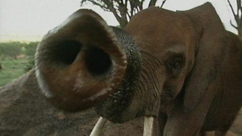 Bbc Two Ks1 Science Clips Clips