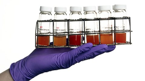 Set of culture vials containing broth in which bacteria have grown