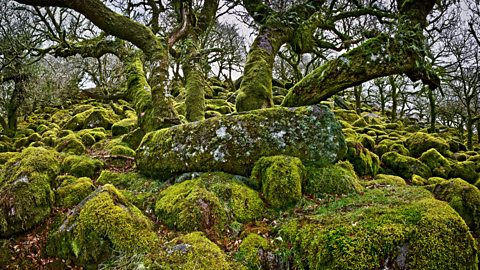 BBC One - Life, Plants, Woodland timelapse