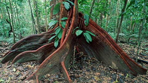 Conditions and vegetation adaptations - Tropical rainforest